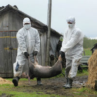 Внимание всем Африканская чума свиней это очень опасно