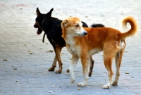 Почтальонам в Челябинской области выдадут отпугиватели собак