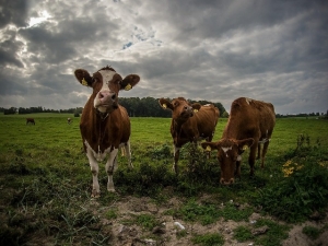 Коровы вытоптали поле