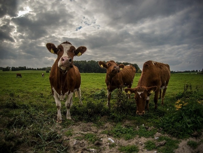 Коровы вытоптали поле