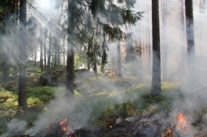 На Южном Урале подвели итоги пожароопасного сезона