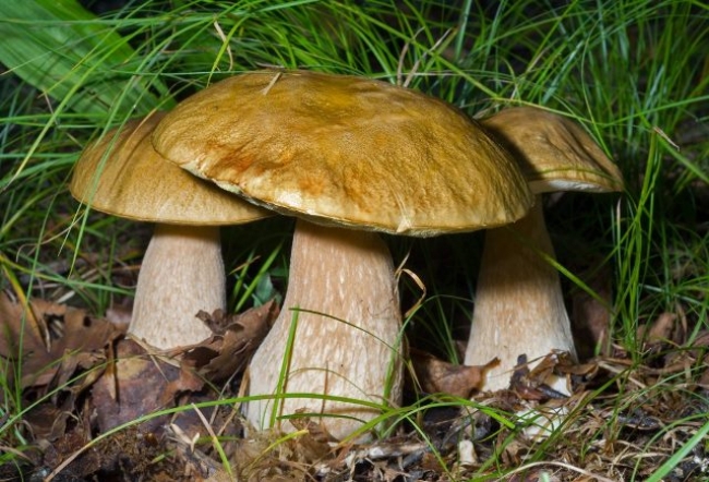 Южноуральцев радует море грибов в лесах региона