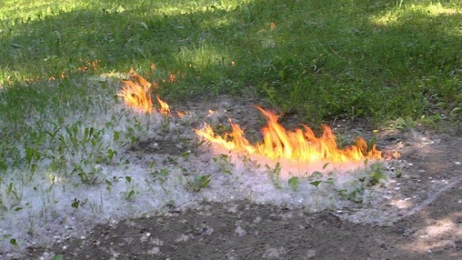 Южноуральцев предупреждают о высокой опасности пожаров из-за тополиного пуха