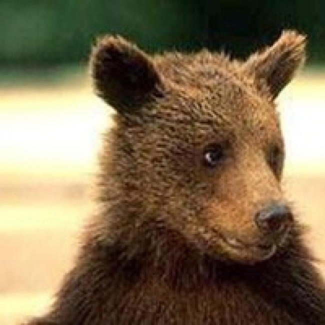 В Троицке спасли медвежонка от неволи и нерадивого хозяина