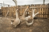 В Челябинской области вспышка птичьего гриппа