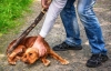 Живодеры среди нас: троичанин убил собаку на глазах у детей