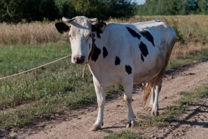 В Троицком районе преступник украл корову