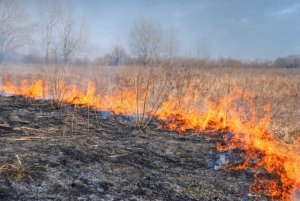 Миллионные штрафы за лесные пожары