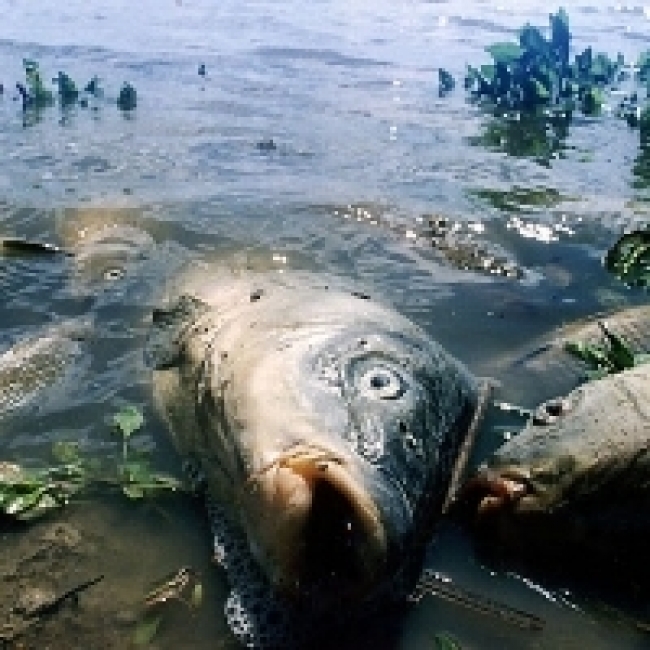 Администрация займется научным выяснением причин загрязнения воды в реках Троицка в период паводка