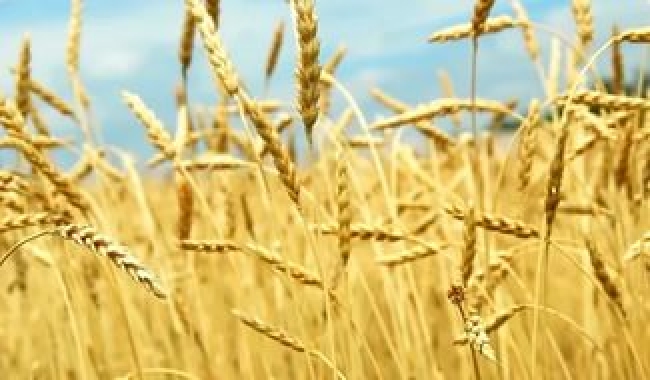 В Троицком районе посеют более 170 тыс.га. зерновых культур