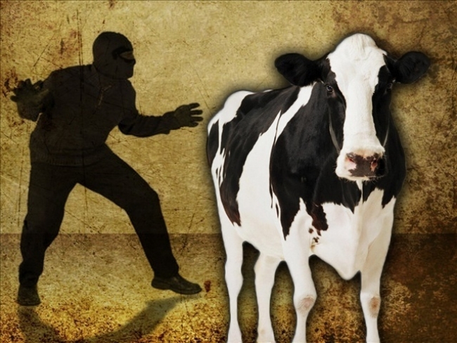 В Троицком районе крадут скот