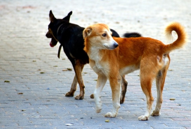 Отлов бездомных собак в Троицке будет возобновлен