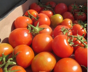 18 тонн томатов – на обеззараживание!