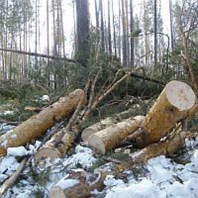 За сохранностью леса следят бдительные «зеленые» из Троицкого района